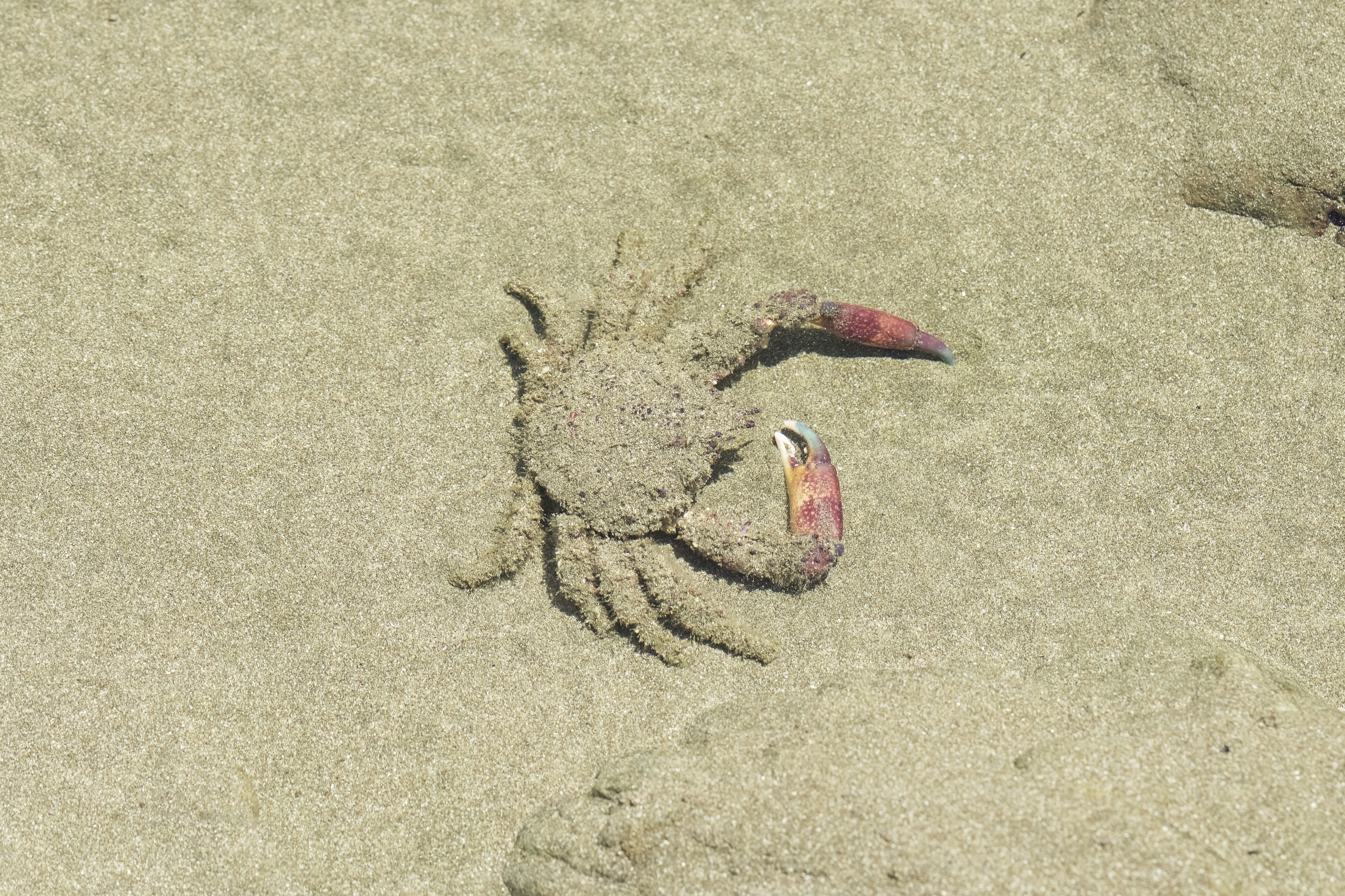 red and white crab on sand